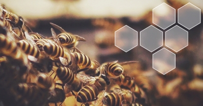 «Выявление заболеваний медоносных пчел посредством отслеживания отклонений в летучих профилях»; Мэгги Джилл — Килский университет, Великобритания